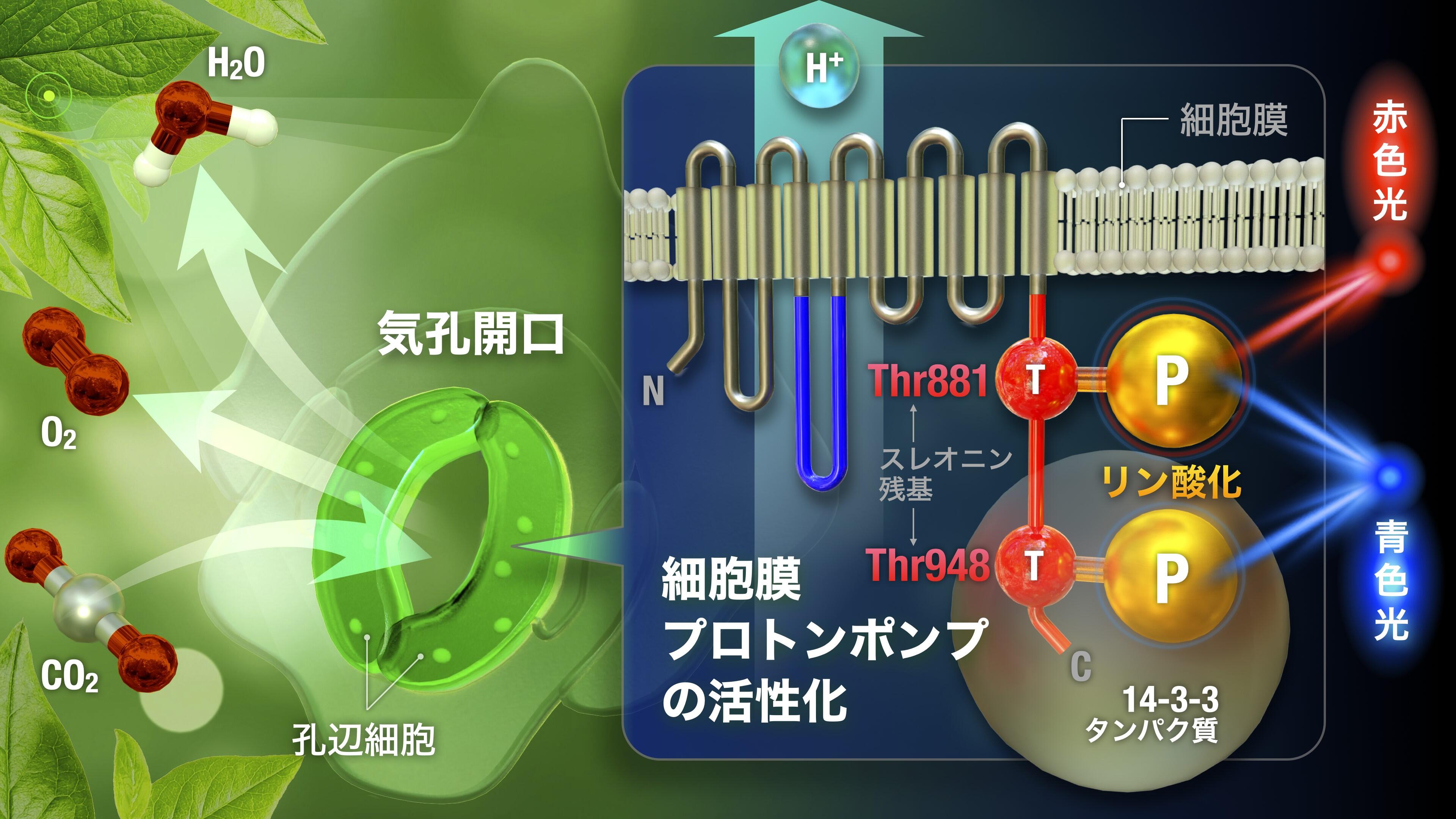 プロットンリーフレット