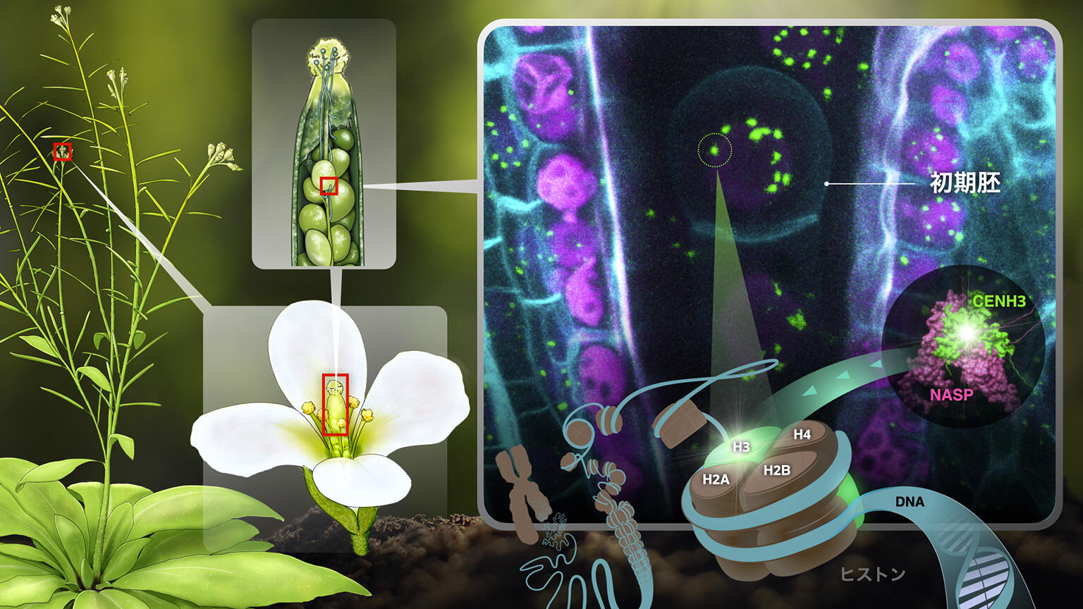 植物の染色体が維持されるための仕組みを解明 ～自在な半数体誘導を介