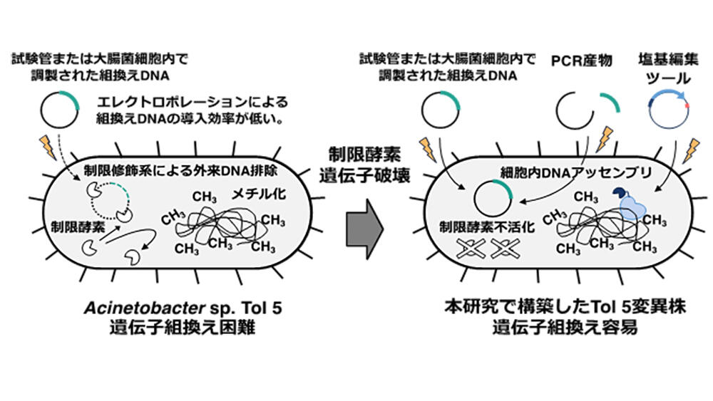 遺伝子組換え困難な細菌を遺伝子組換えしやすく改変 ～バイオ