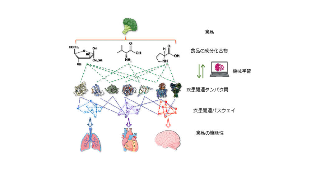 食品の機能性を機械学習で予測する手法を開発 ～5万種の成分と健康へ