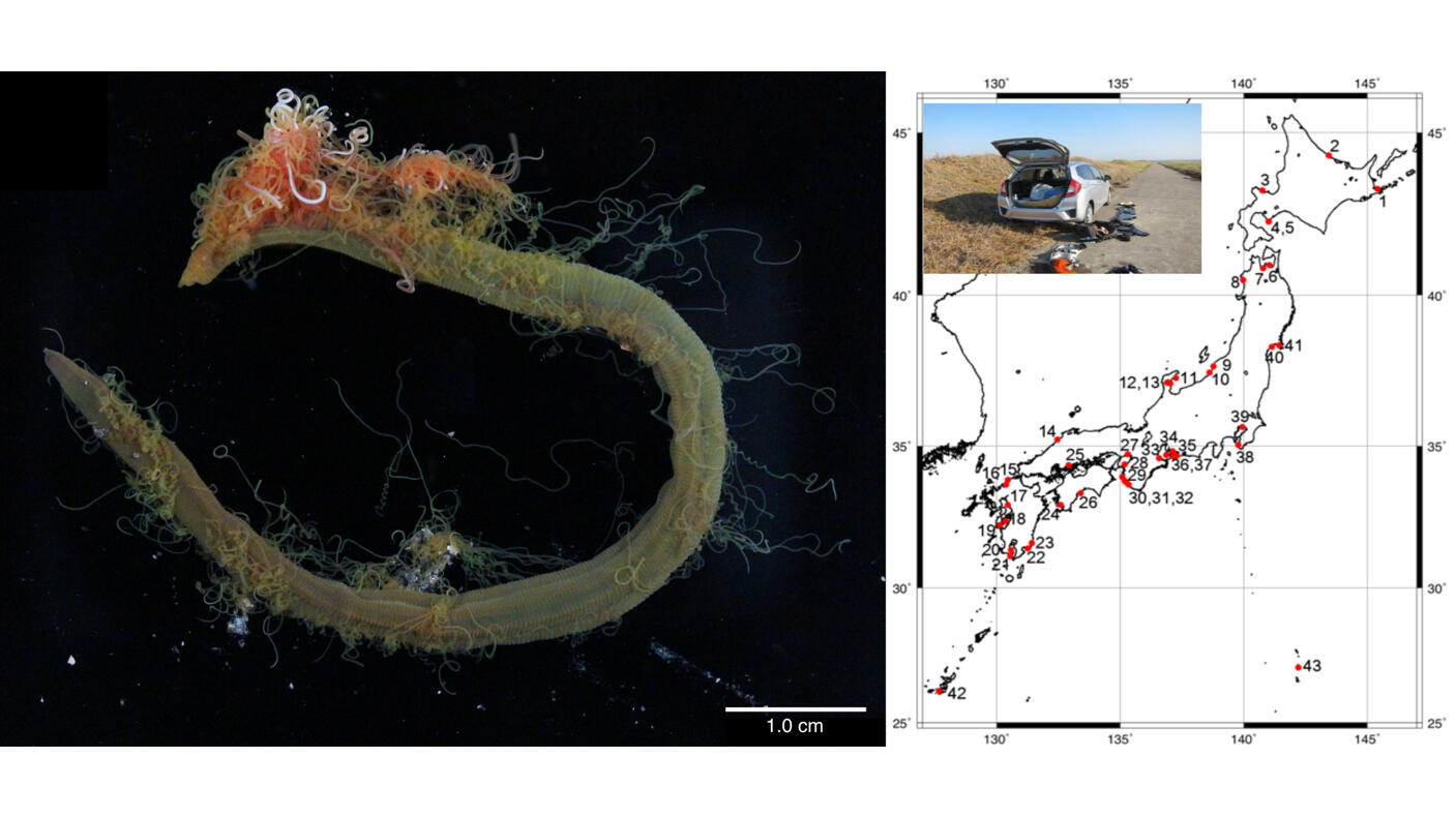 海洋汚濁の環境指標