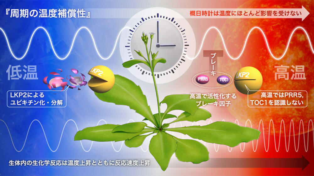 植物の"体内時計"が正確なしくみを発見 "時計"の進行を抑えるタンパク質が温度に応じて量的変化 - 名古屋大学研究成果情報