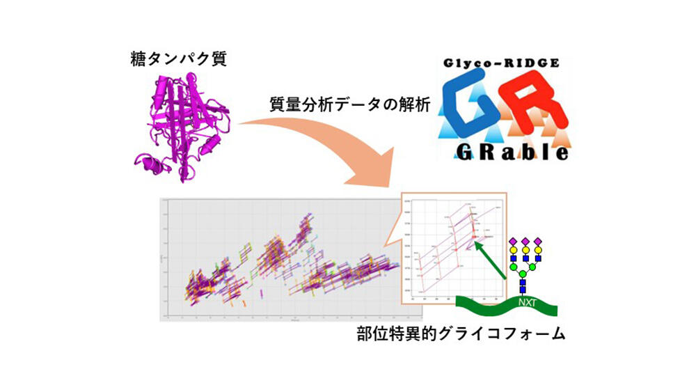 タンパク質の糖鎖修飾を「見える化」するソフトウエア「GRable Version