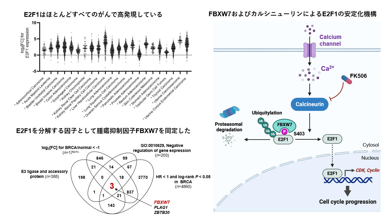 がんの悪性化を促す転写因子 E2F1 の分解メカニズムを解明