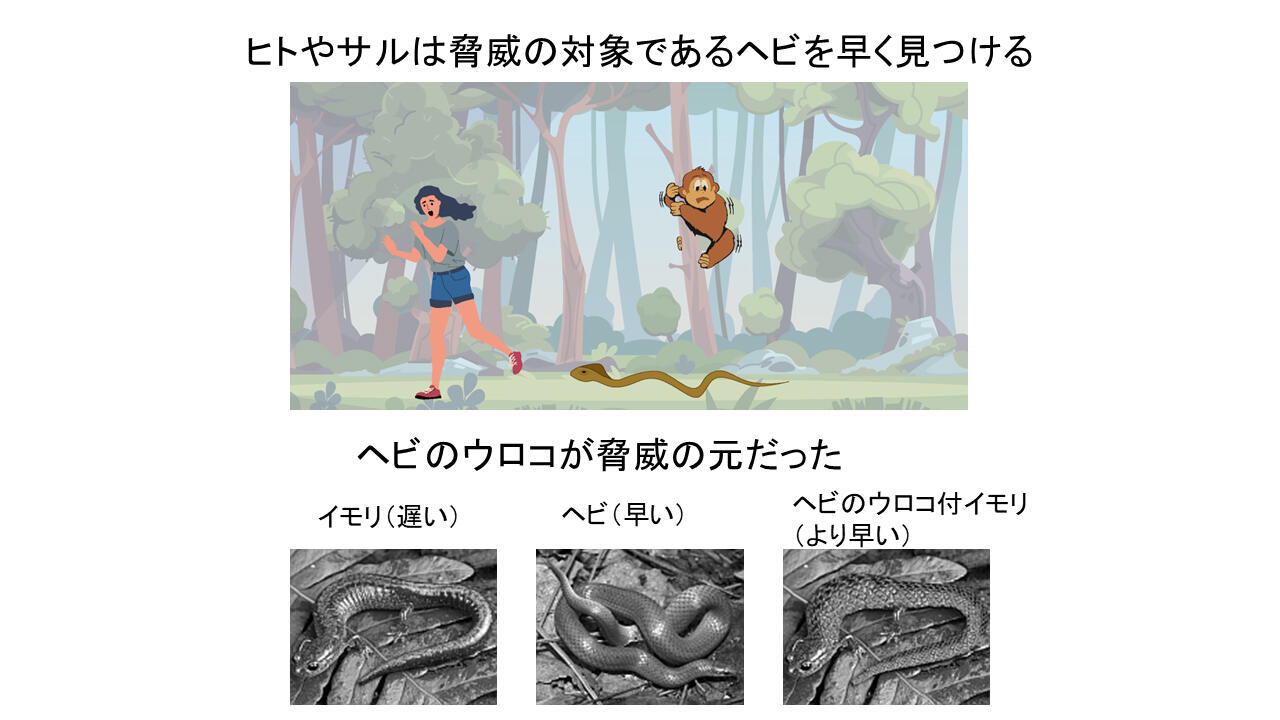 ヘビの怖さはウロコのせい!? ～ヘビのウロコを着たイモリは、ヘビと