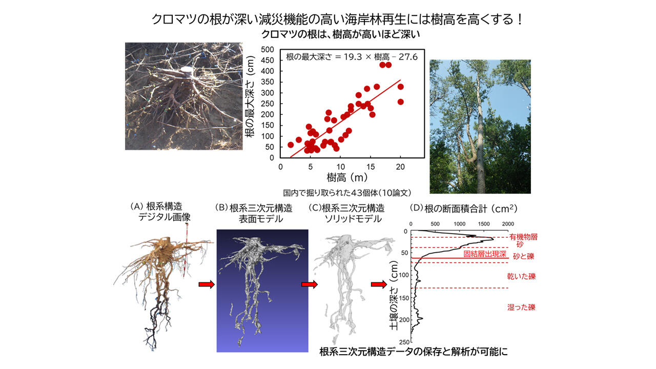 海岸クロマツは樹高が高いほど根は深い ～津波・強風への減災機能の