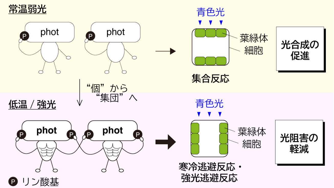 植物細胞が過酷な光環境に即時応答するしくみの一端を解明！ 光環境の 