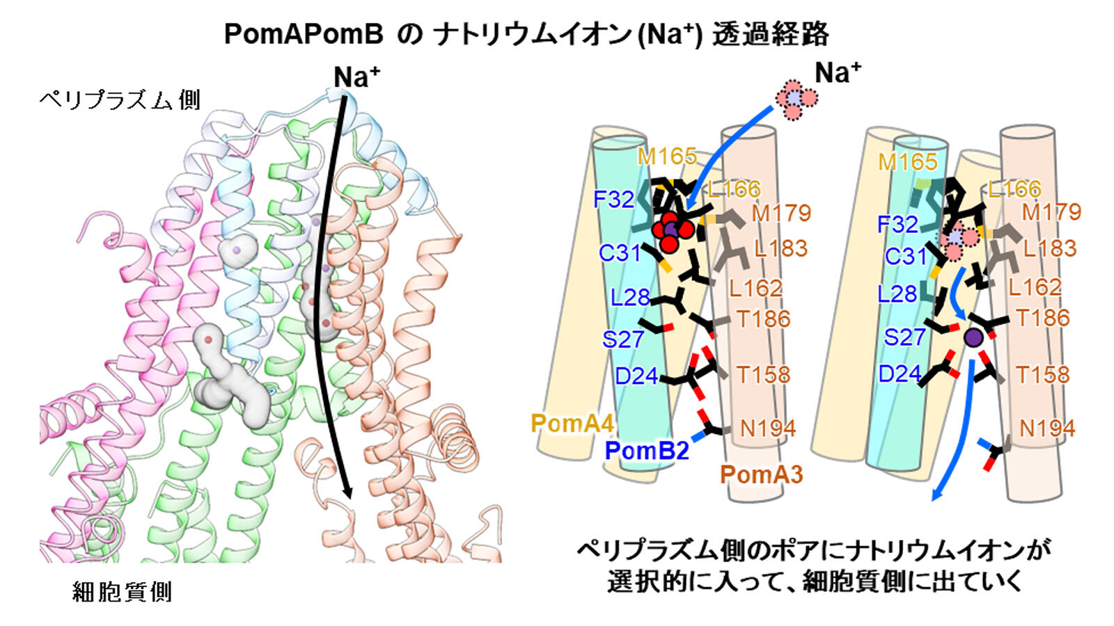 海洋性ビブリオ菌べん毛モーター固定子の構造からナトリウム