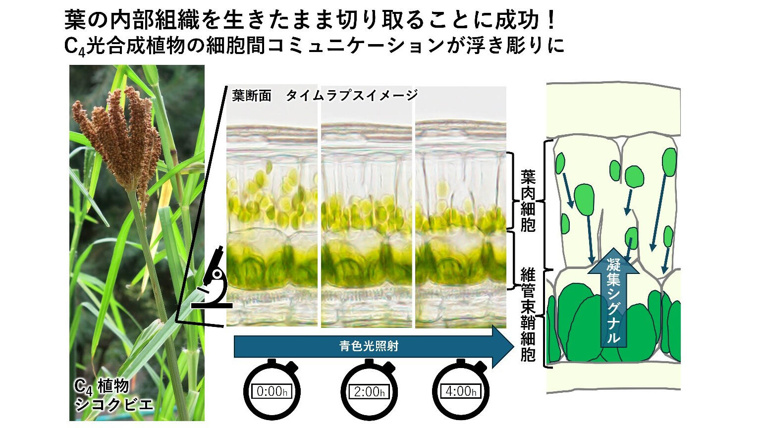 合成繊維の基礎知識 売り切り御免！】 合成繊維の基礎知識 語学・辞書・学習参考書