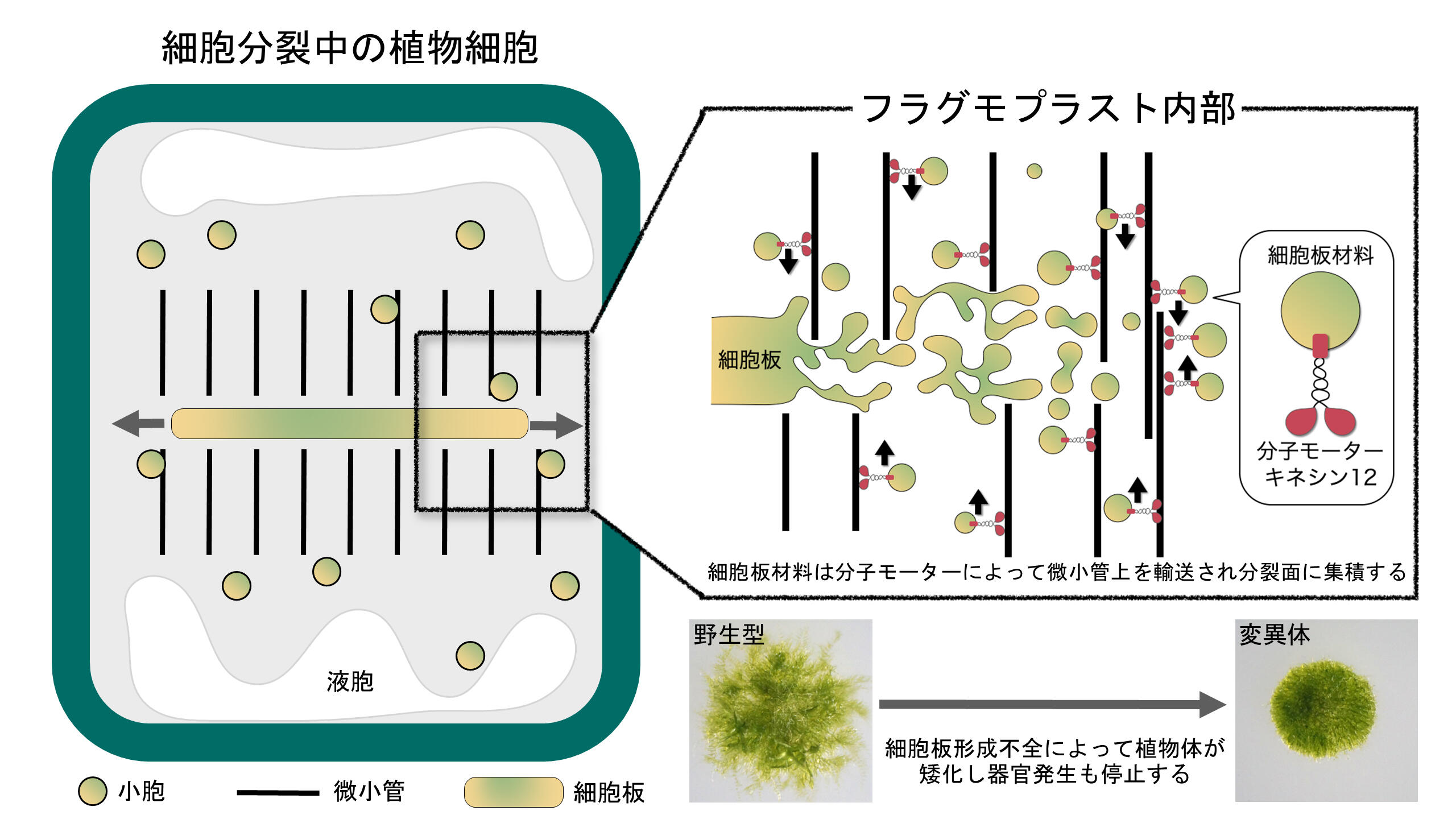 レディース 福袋 (セール) -ファッション通販 細胞板の形成を導く 自然科学と技術
