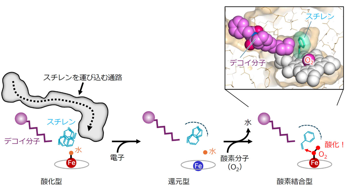 触媒サイクル中の酵素における基質の動きをSACLAで解明 ～基質がクルっ