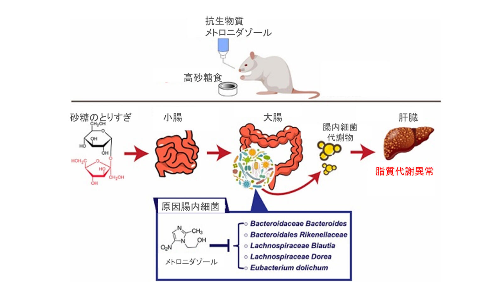 印象のデザイン 砂糖の摂り過ぎによる脂質代謝異常の原因菌5つを特定 メタボなど 医学一般