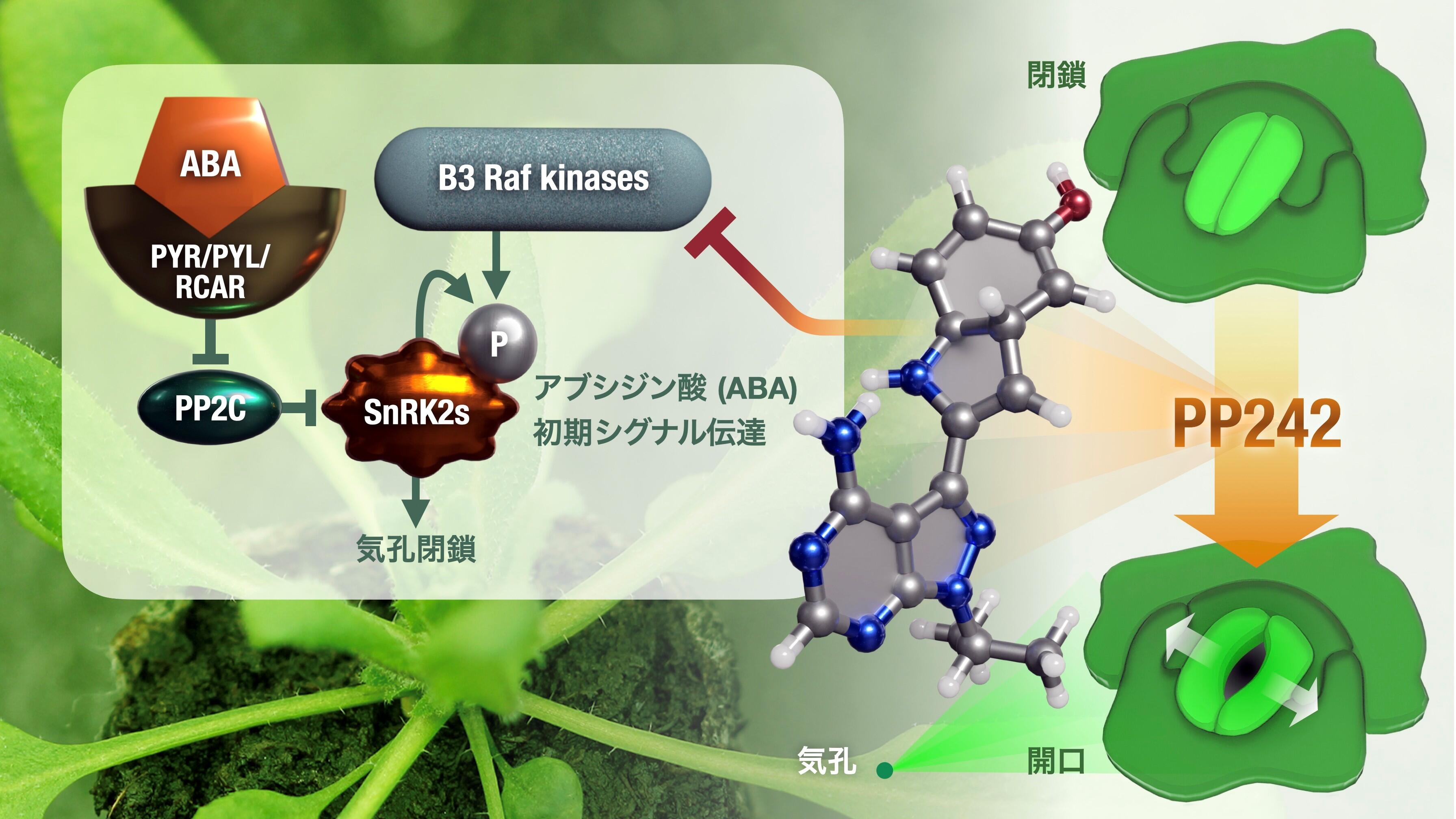 植物生態学論考 植物生態学論考 | 沼田 眞 |本 | 通販 | Amazon