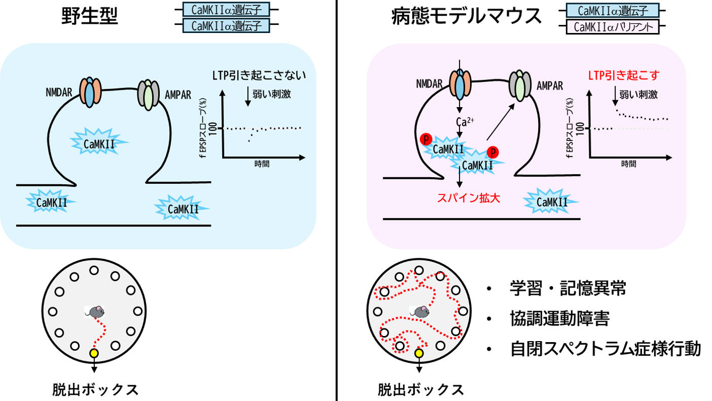 Amazon.co.jp: 神経症候障害学: 病態とエビデンスに基づく治療と