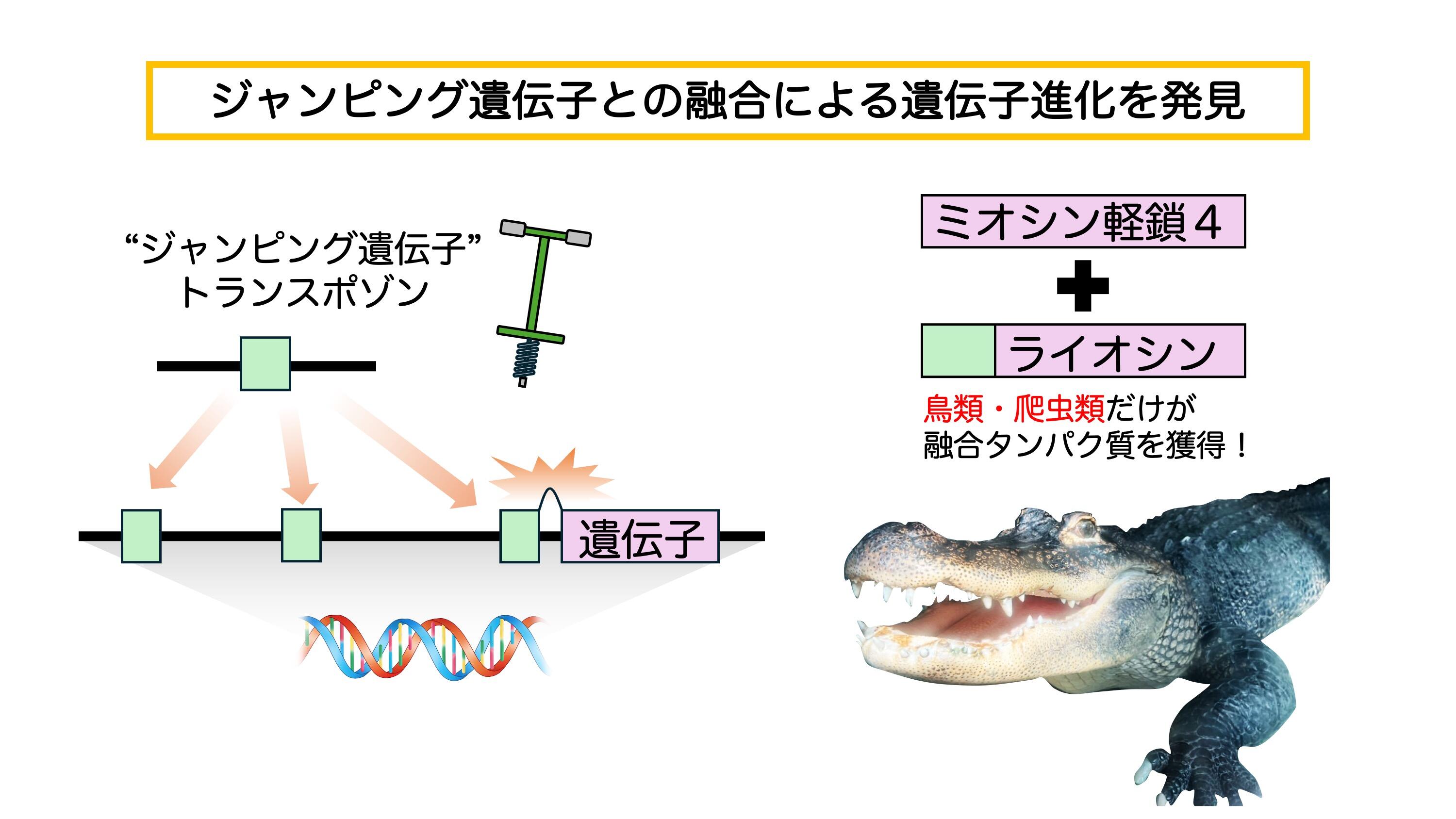 ジャンピング遺伝子」による進化の仕組みを発見 多様な脊椎動物の