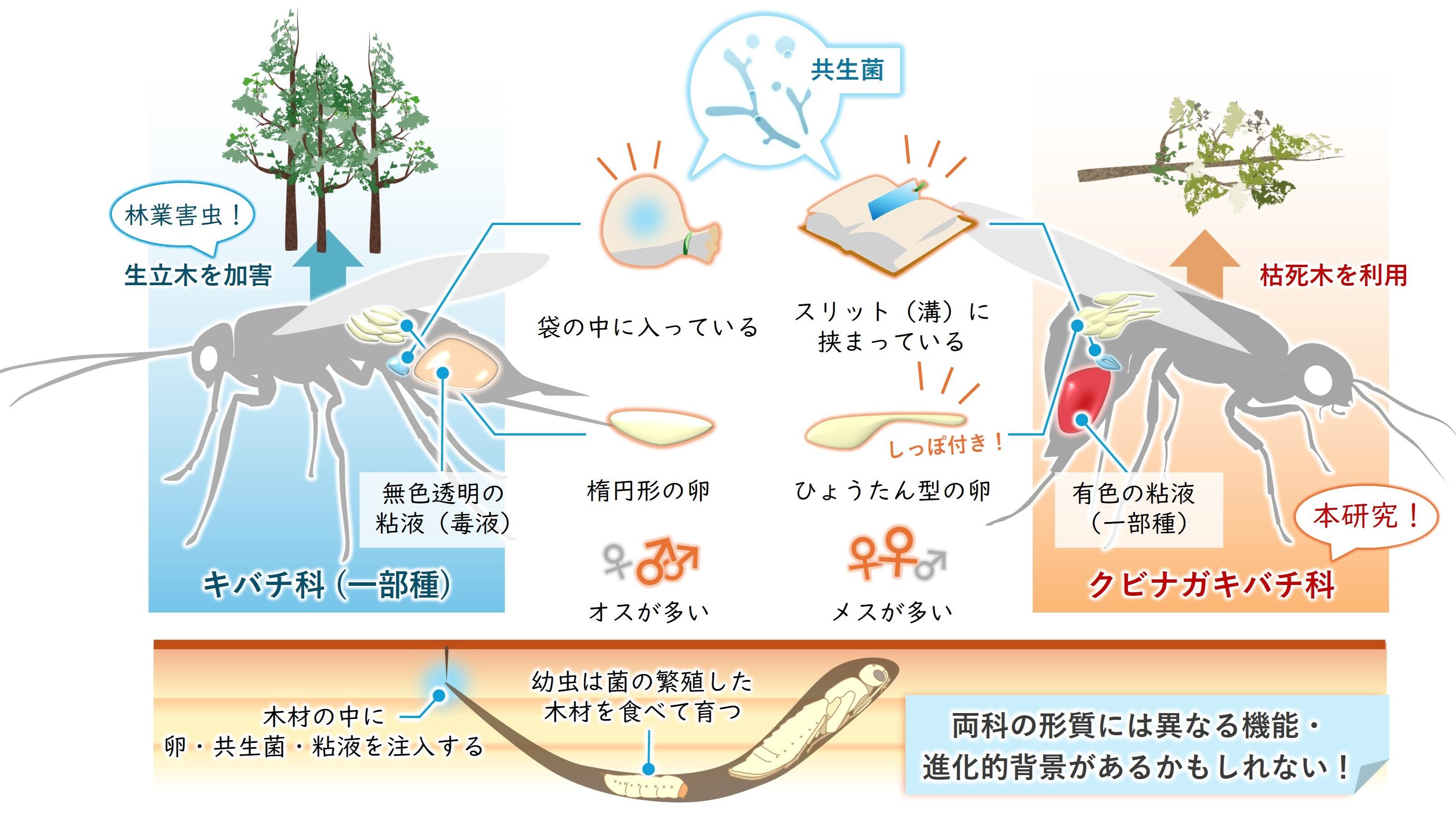 ★「昆虫と菌類の関係 その生態と進化」梶村 恒 訳 　　　　　共立出版 昆虫と菌類の関係 - 共立出版