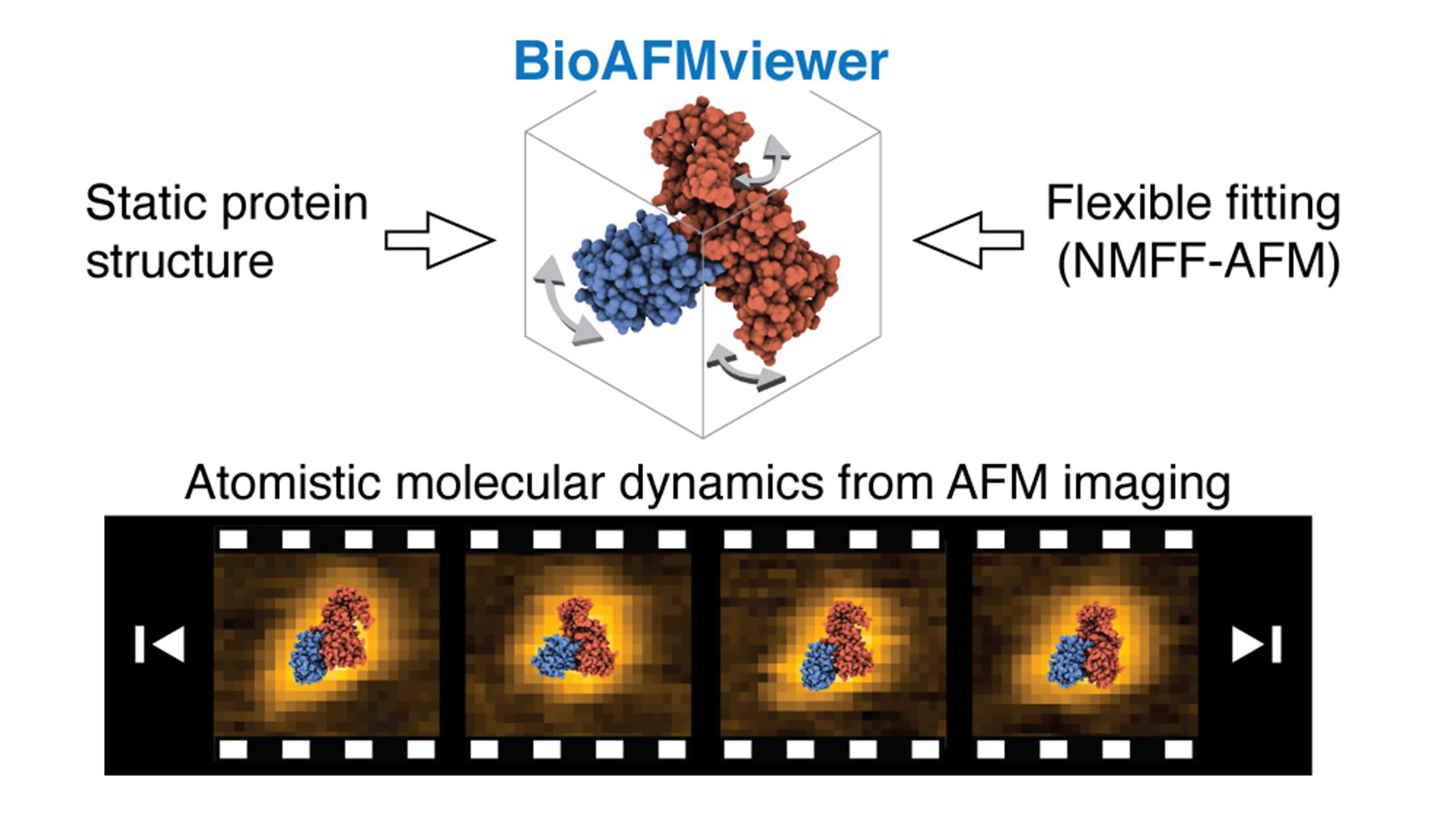 高速AFM像から原子レベルで生体分子の動きを 再現する新しいモデリング