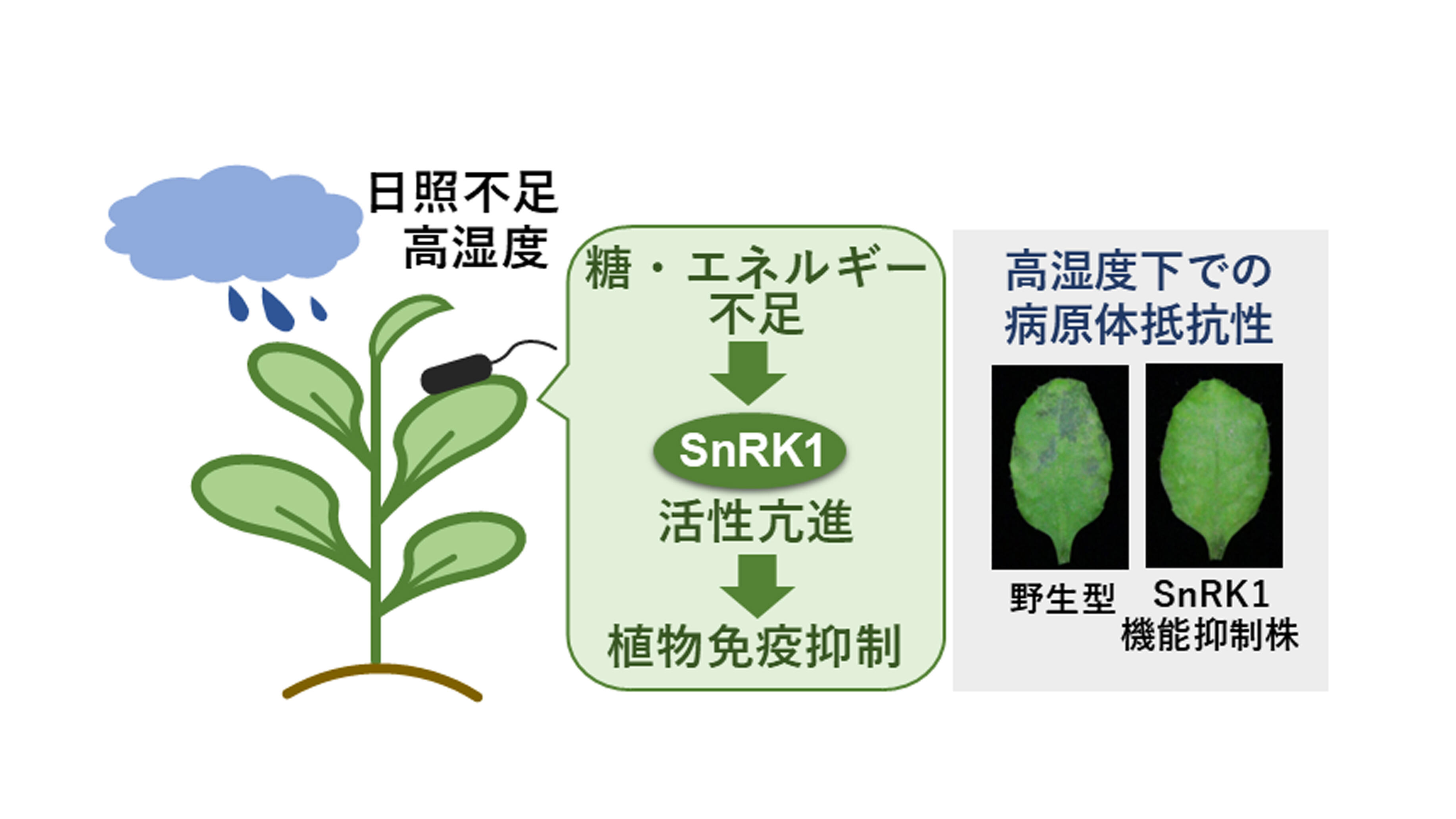【中古】 分子レベルからみた植物の耐病性 栄養不⾜が植物の病害抵抗性を弱める原因を解明 〜異常気象下での作物