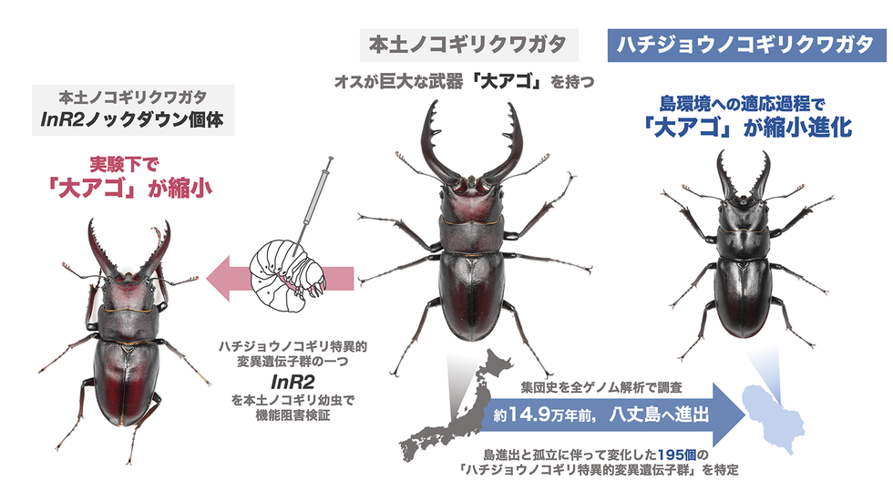 “島流し”にあったノコギリクワガタは、 なぜ巨大な武器を手放したのか ～ゲノム解析で解き明かす、遺伝子の流動とオスの大アゴ進化の関係～
