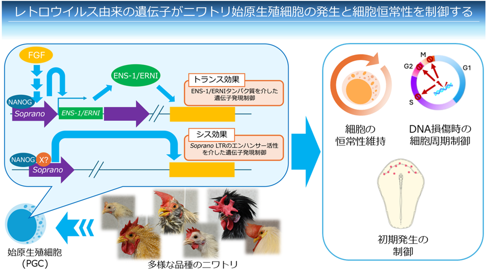 ニワトリ生殖細胞の発生を制御する遺伝子を発見～希少品種や絶滅危惧鳥類の遺伝資源保存技術の向上に期待～