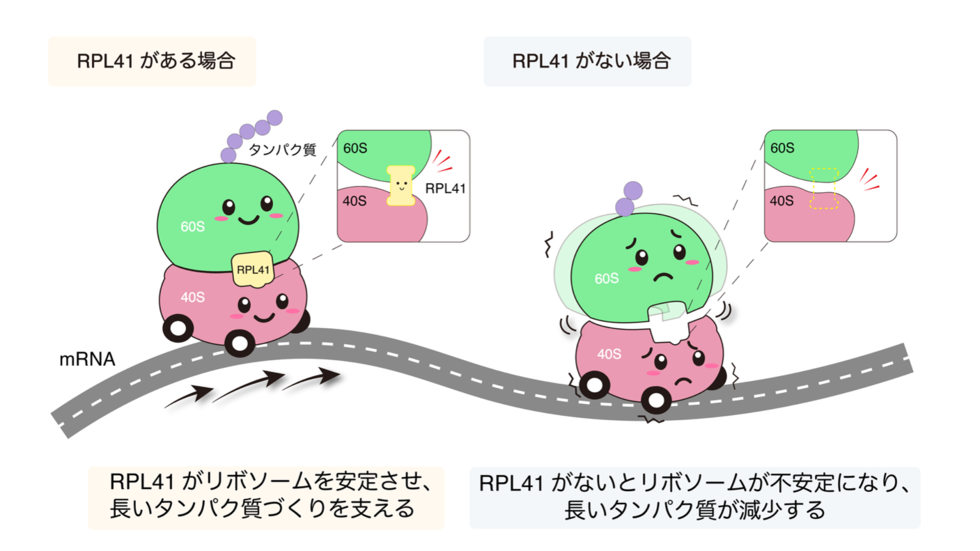 小さいけれど、いないと困る！最小タンパク質の機能解明 ～リボソーム異常が細胞や個体に与える影響理解の手掛かりに～