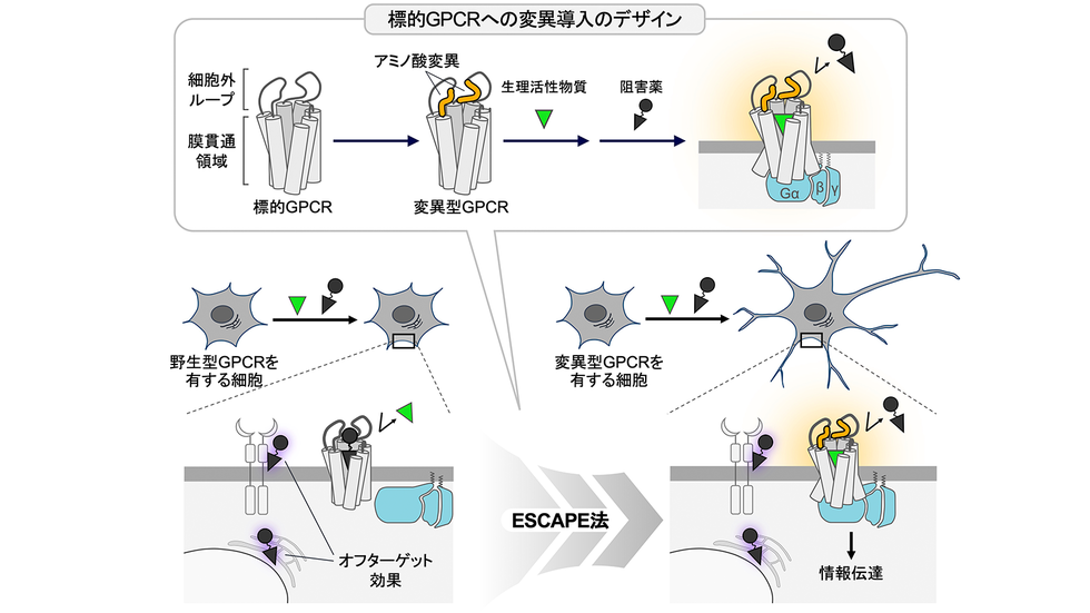 薬の副作用の影響を排除し、標的タンパク質の機能解析を可能にする新技術を開発 〜GPCRを標的としたより安全で効果的な疾患治療法の創出に期待〜